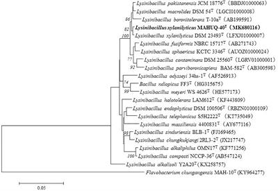 Biogenic Silver Nanoparticles Synthesized by Lysinibacillus xylanilyticus MAHUQ-40 to Control Antibiotic-Resistant Human Pathogens Vibrio parahaemolyticus and Salmonella Typhimurium